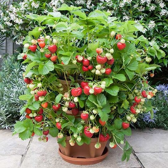 Stand Stacking Planters Strawberry Planting Pots